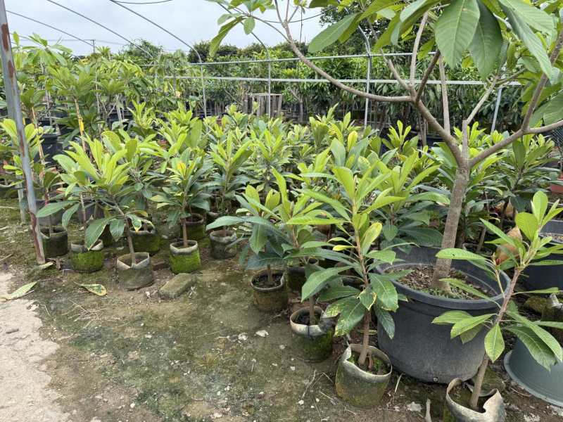 马嘉纳妈咪果树苗2年苗,2分多杆,60-75分高