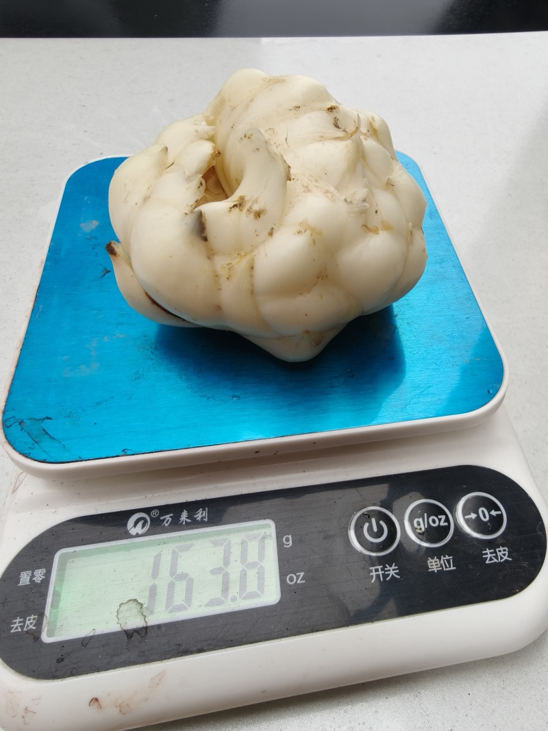 百合2.5两以上