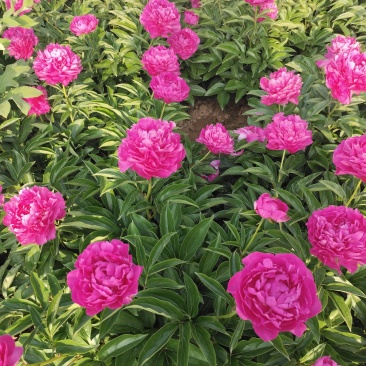 芍药原棵苗、分株苗、工程苗