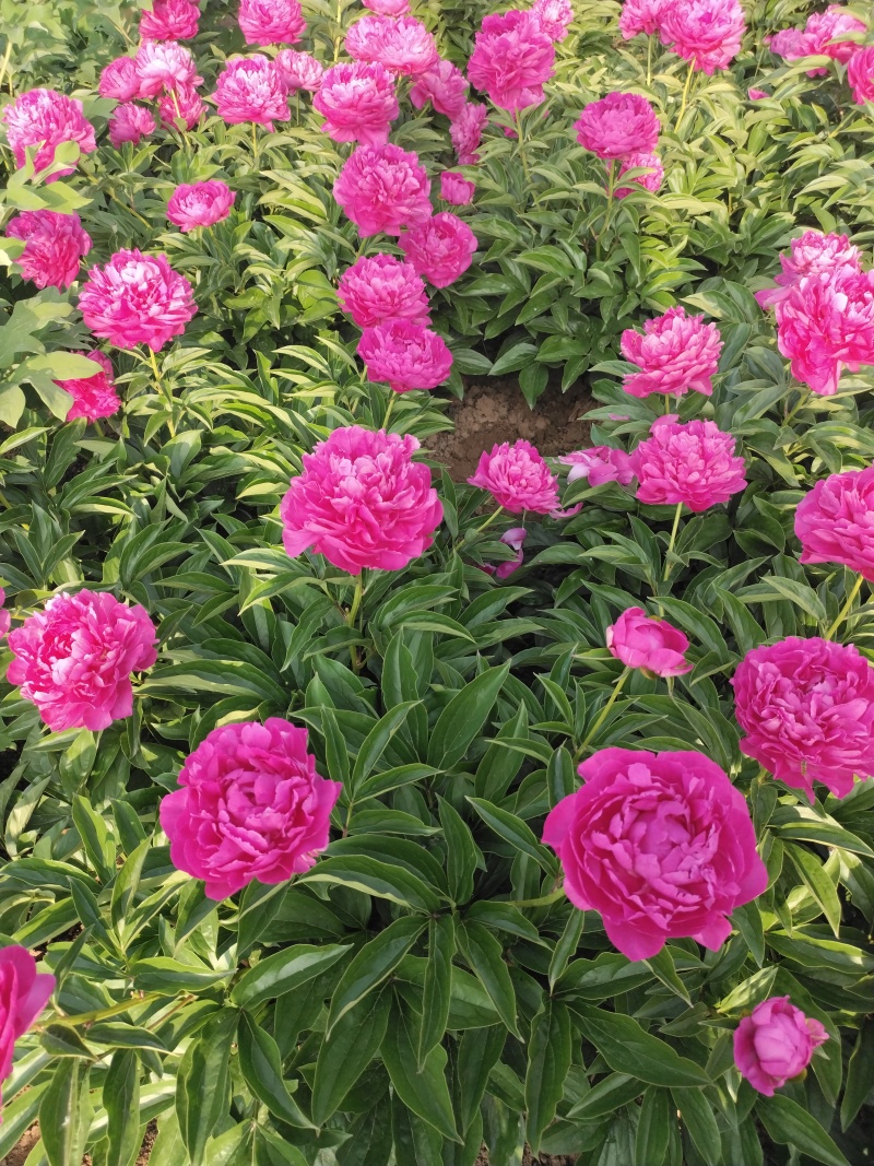 芍药原棵苗、分株苗、工程苗