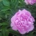 芍药原棵苗、分株苗、工程苗