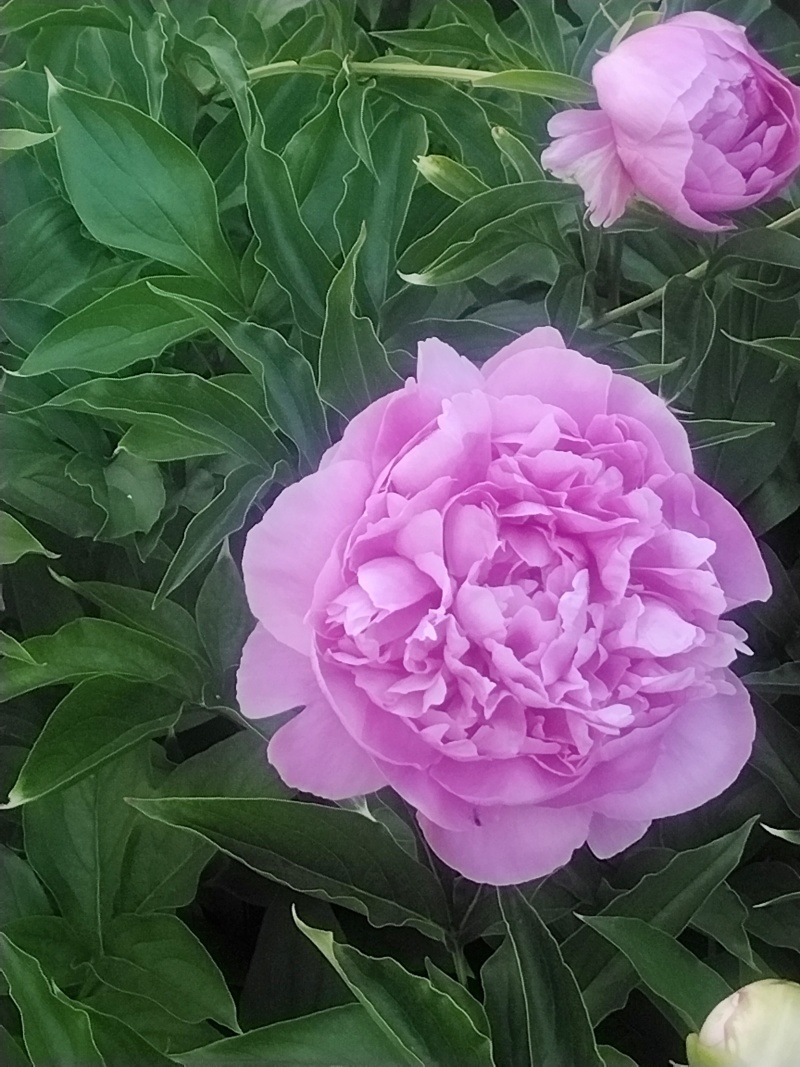 芍药原棵苗、分株苗、工程苗