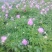 芍药原棵苗、分株苗、工程苗