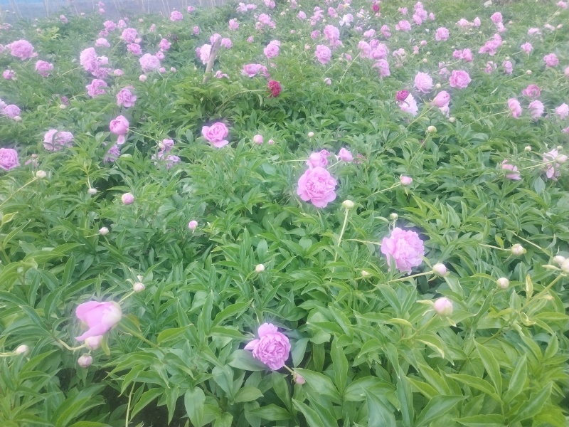 芍药原棵苗、分株苗、工程苗