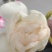 芍药原棵苗、分株苗、工程苗