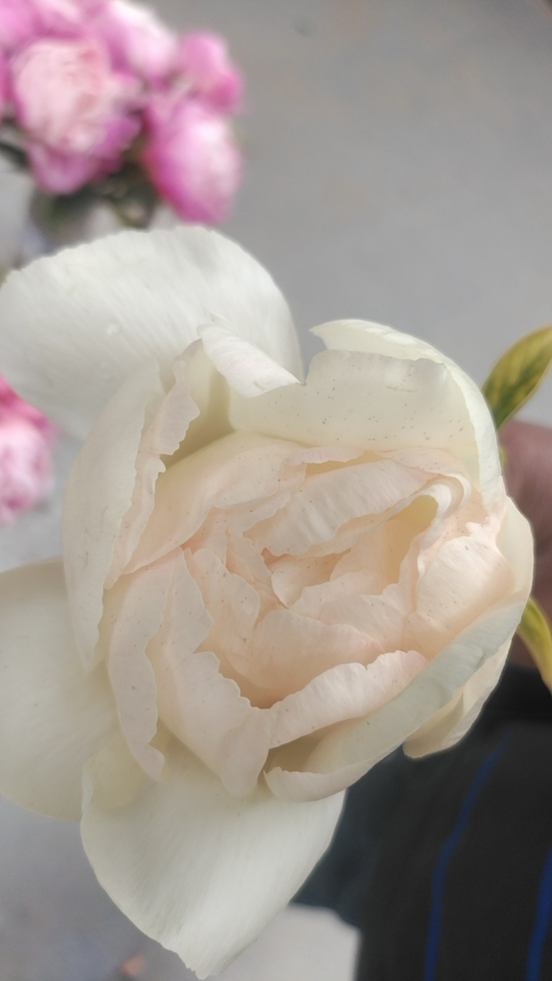 芍药原棵苗、分株苗、工程苗