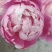 芍药原棵苗、分株苗、工程苗