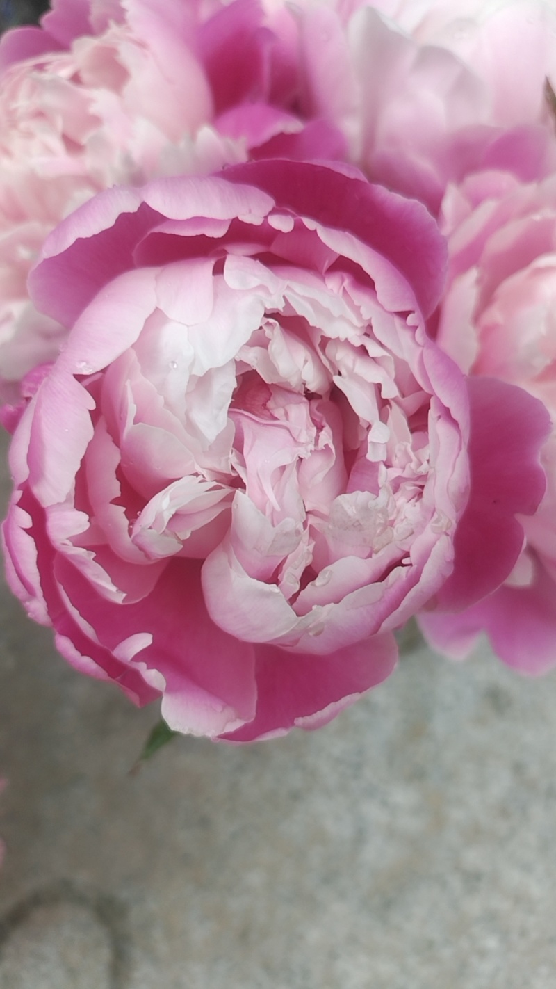 芍药原棵苗、分株苗、工程苗