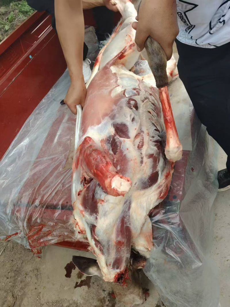鹿肉屠宰后鹿肉