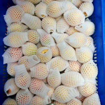 番石榴通果,胭脂红,珍珠石榴