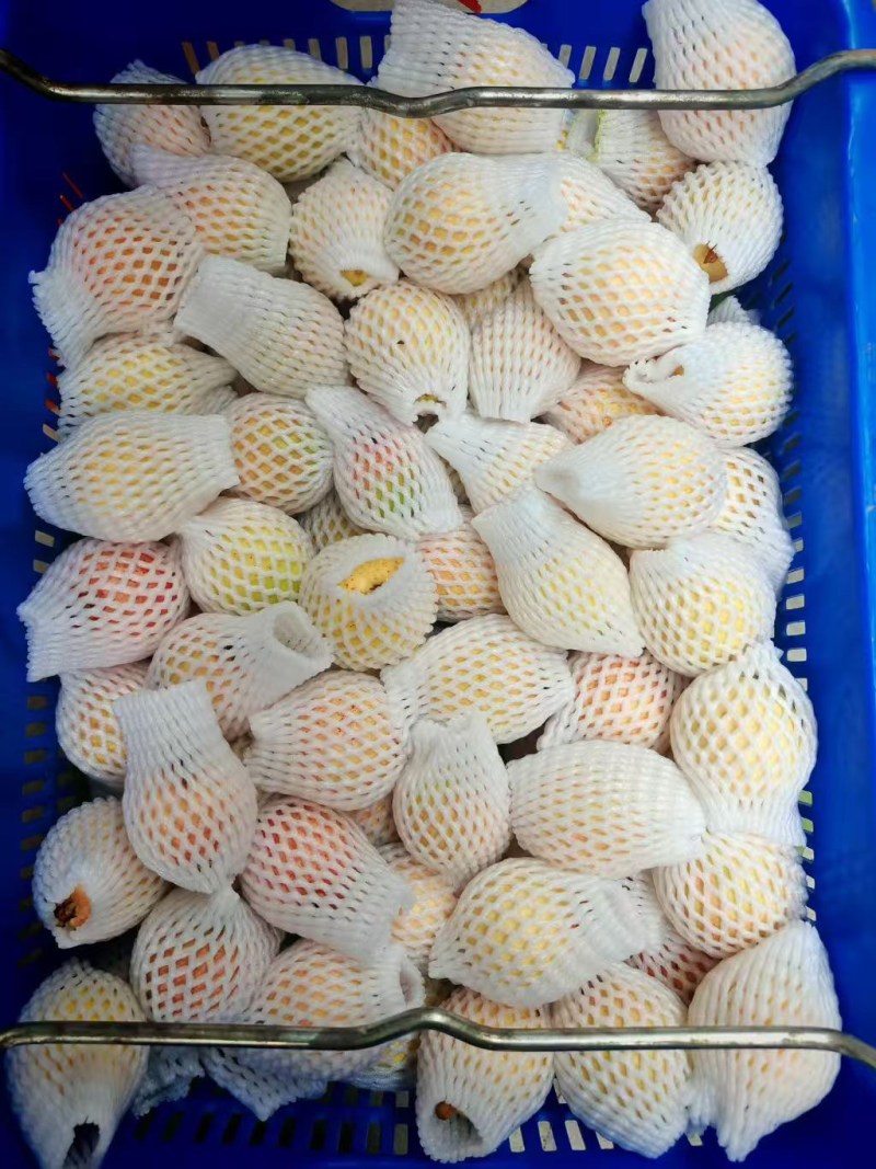 番石榴通果,胭脂红,珍珠石榴