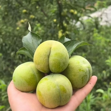 蜂糖李中果40-44mm，大果45-49mm