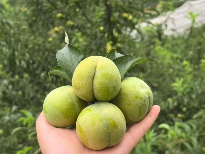 蜂糖李中果40-44mm，大果45-49mm