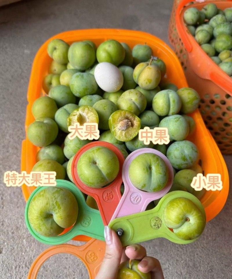 蜂糖李中果40-44mm，大果45-49mm