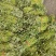 红薯苗单株25-30公分，100株一捆