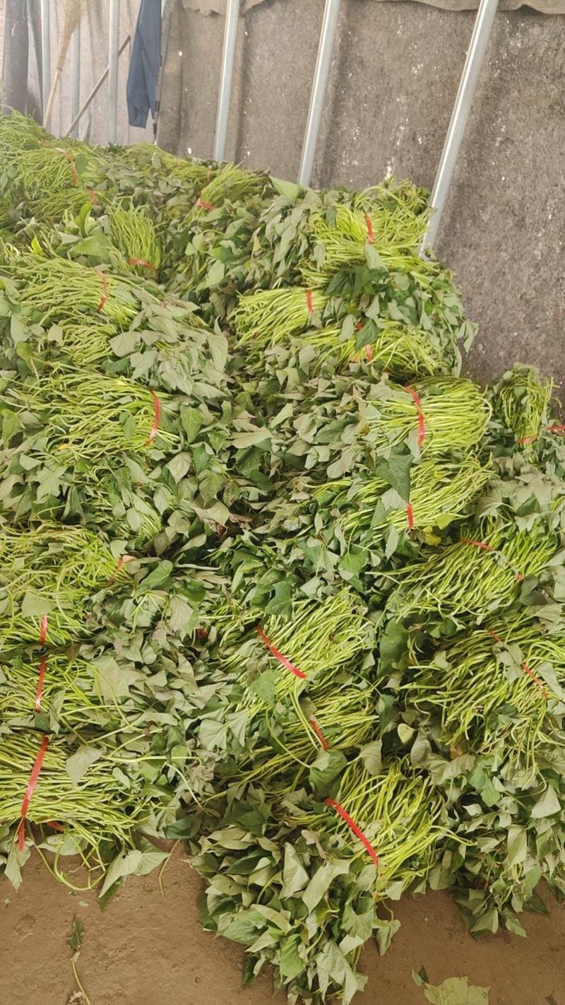 红薯苗单株25-30公分，100株一捆
