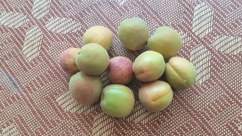 金太阳杏3公分