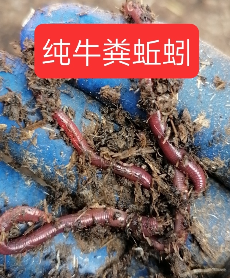 蚯蚓纯牛粪红蚯蚓，3-5厘米