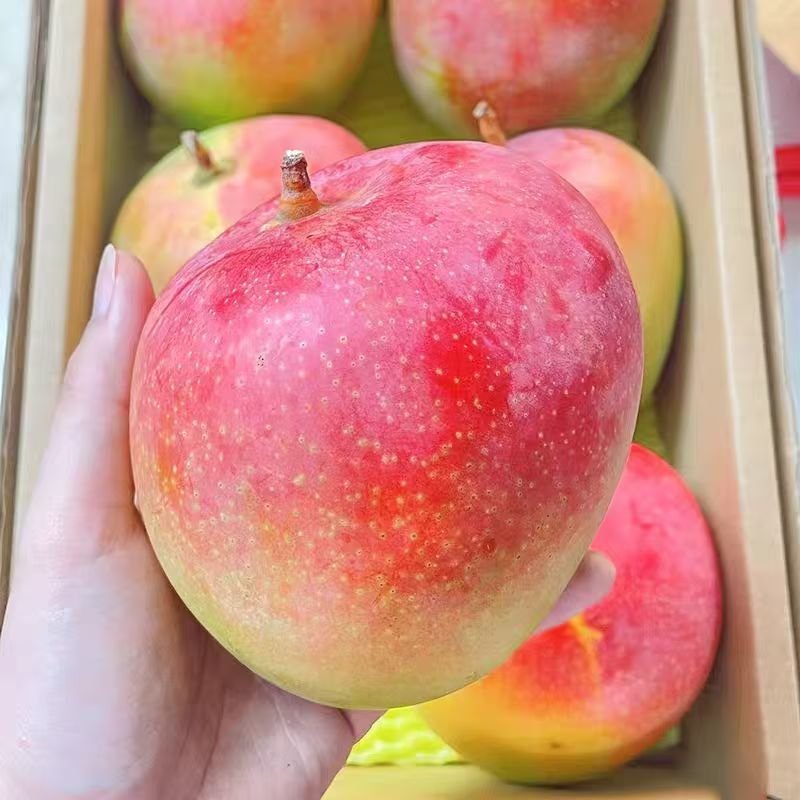 芒果5两起步