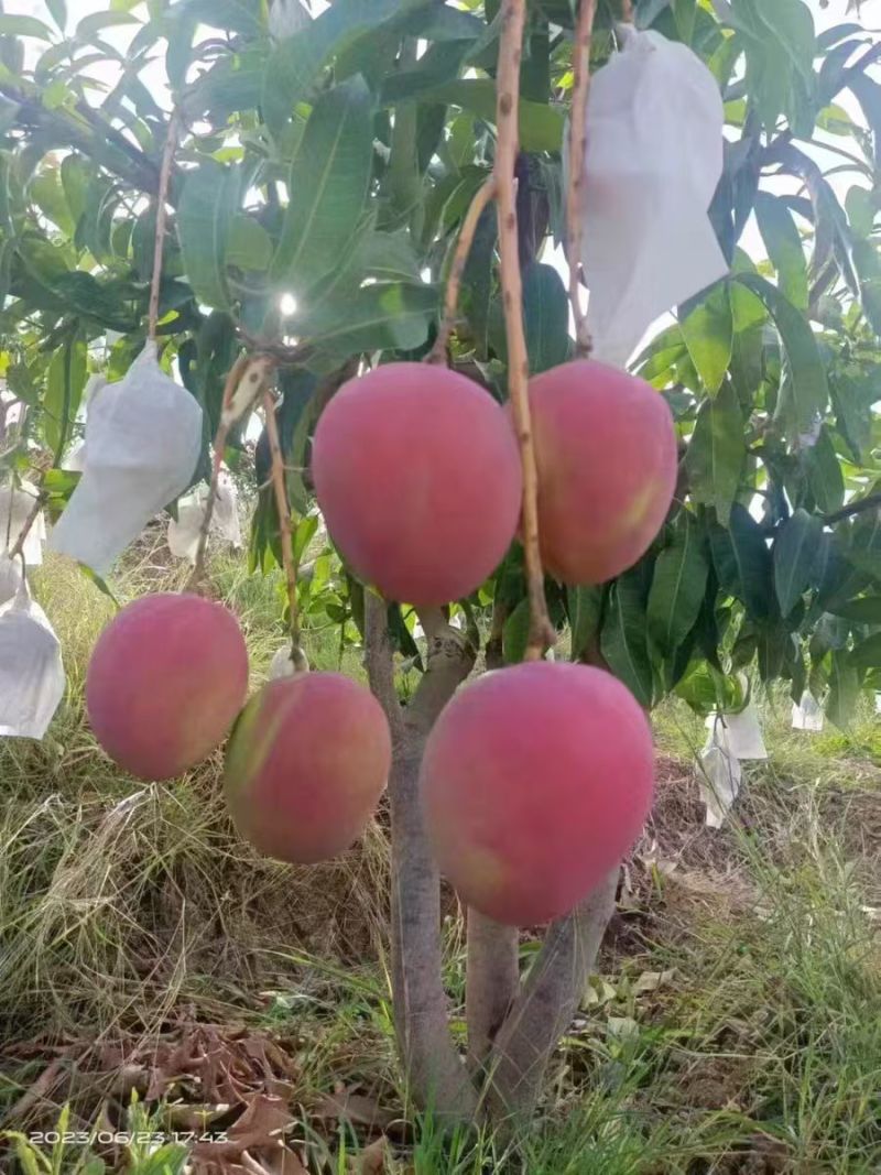 芒果5两起步