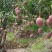 芒果5两起步