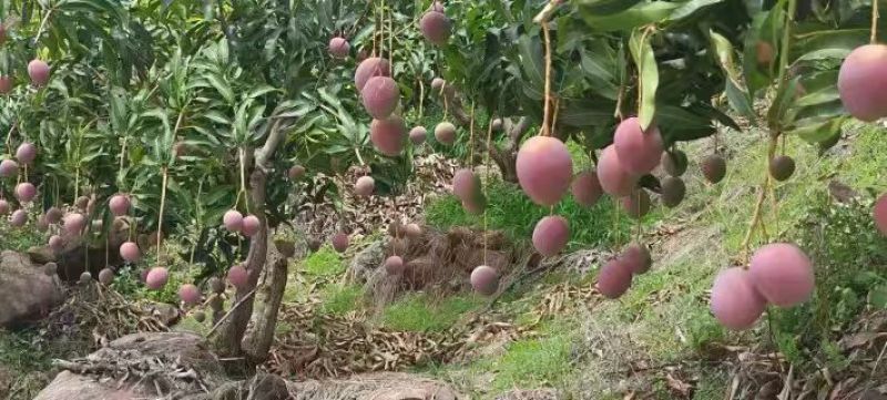 芒果5两起步