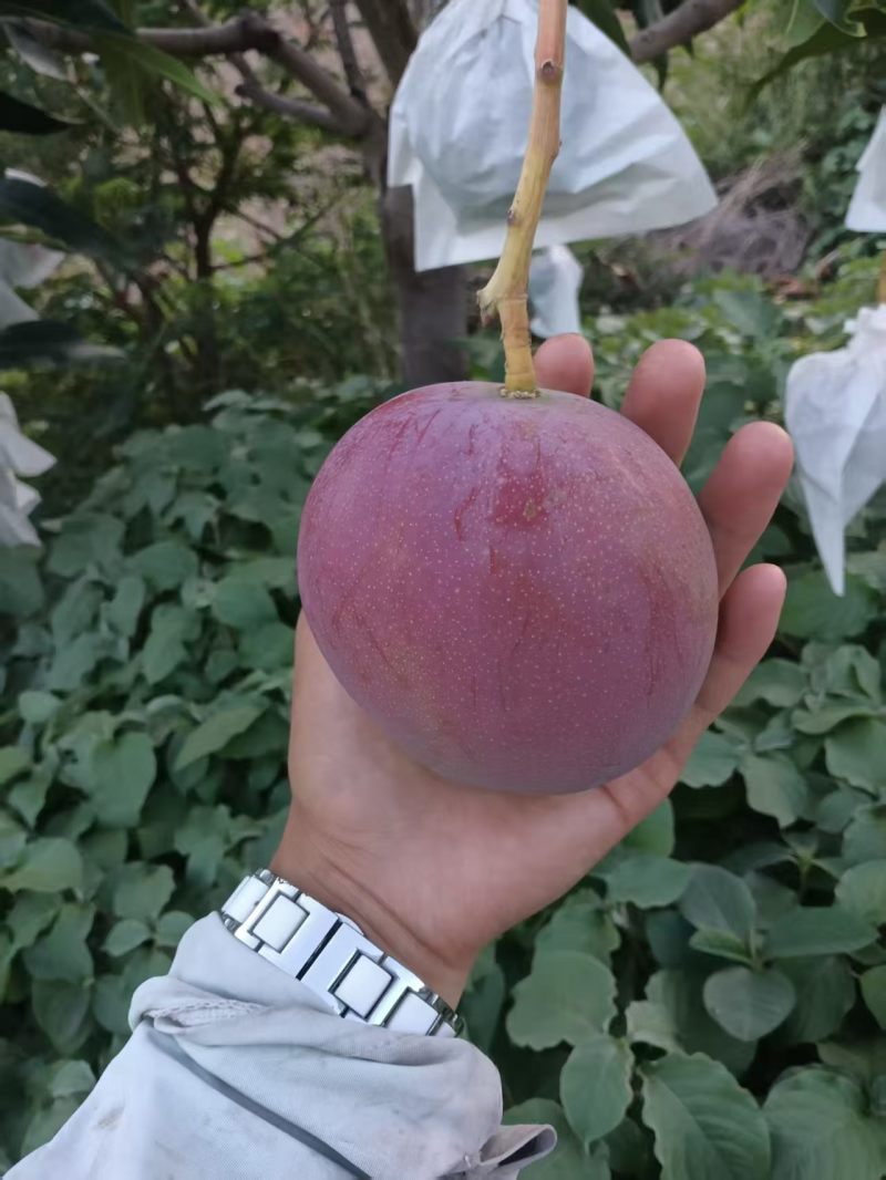 芒果5两起步