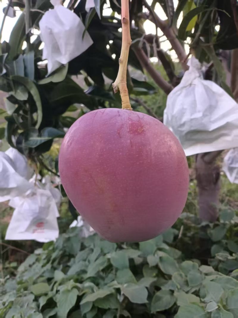 芒果5两起步