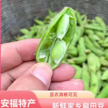 毛豆大粒