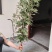 艾草每捆约2500颗，端午用艾草