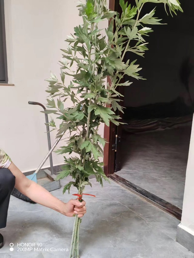 艾草每捆约2500颗，端午用艾草