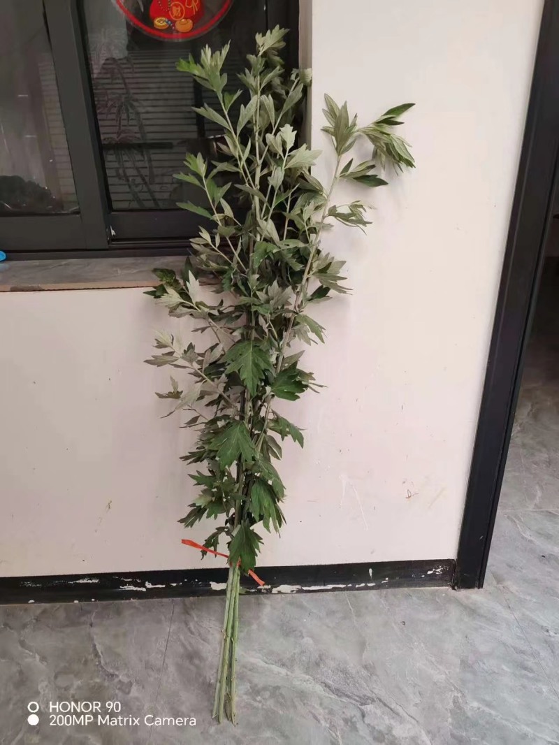 艾草每捆约2500颗，端午用艾草