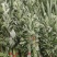 艾草每捆约2500颗，端午用艾草