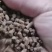 玉米饲料