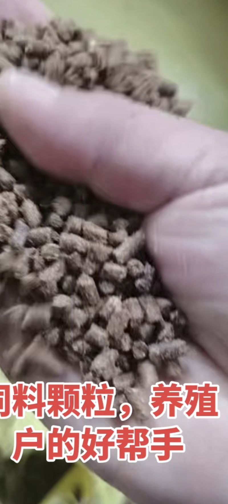 玉米饲料