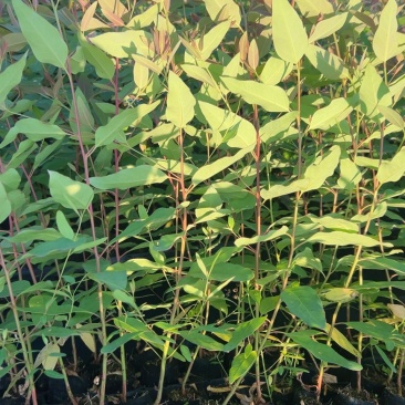 桉树苗25-40公分