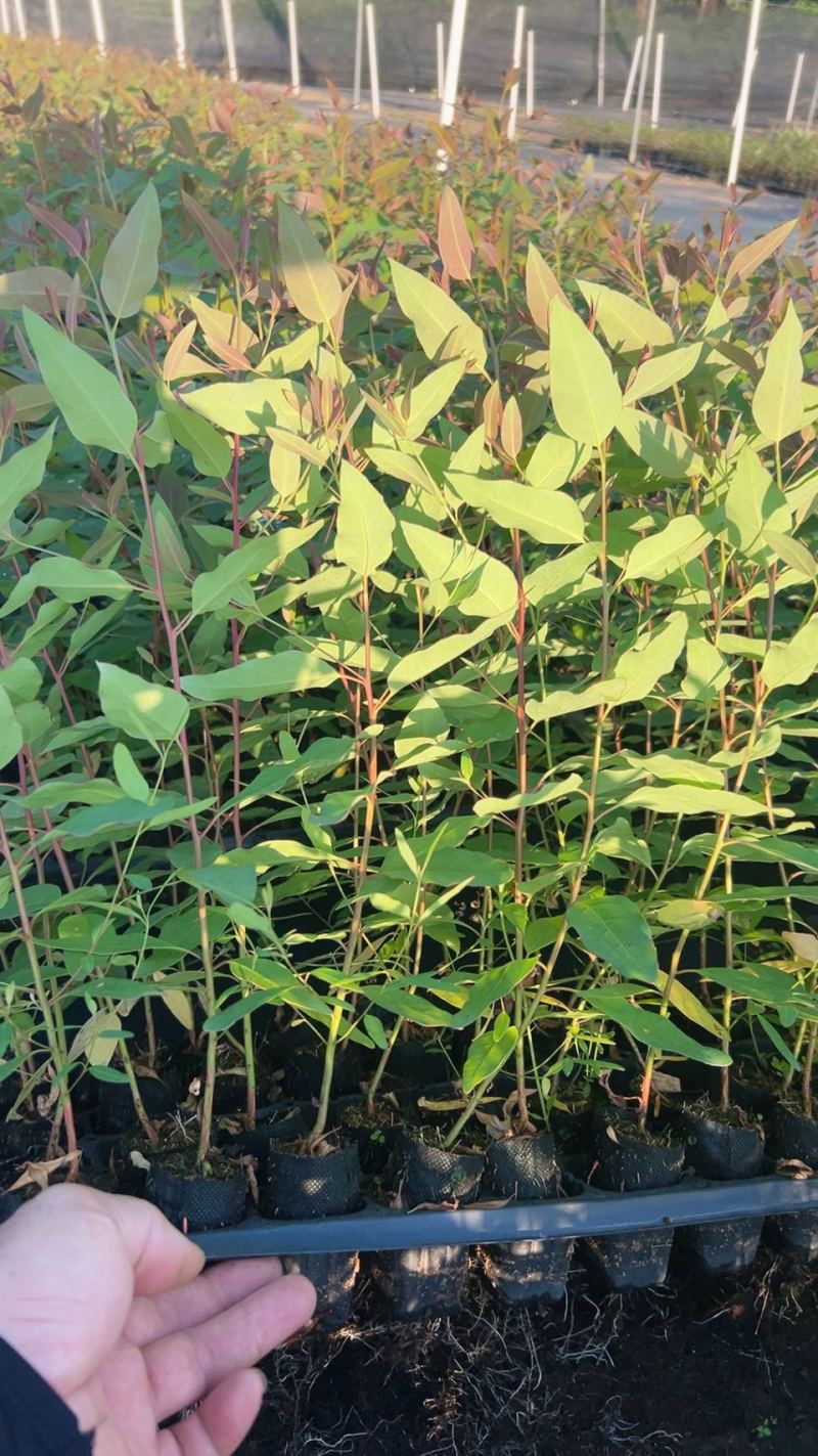 桉树苗25-40公分