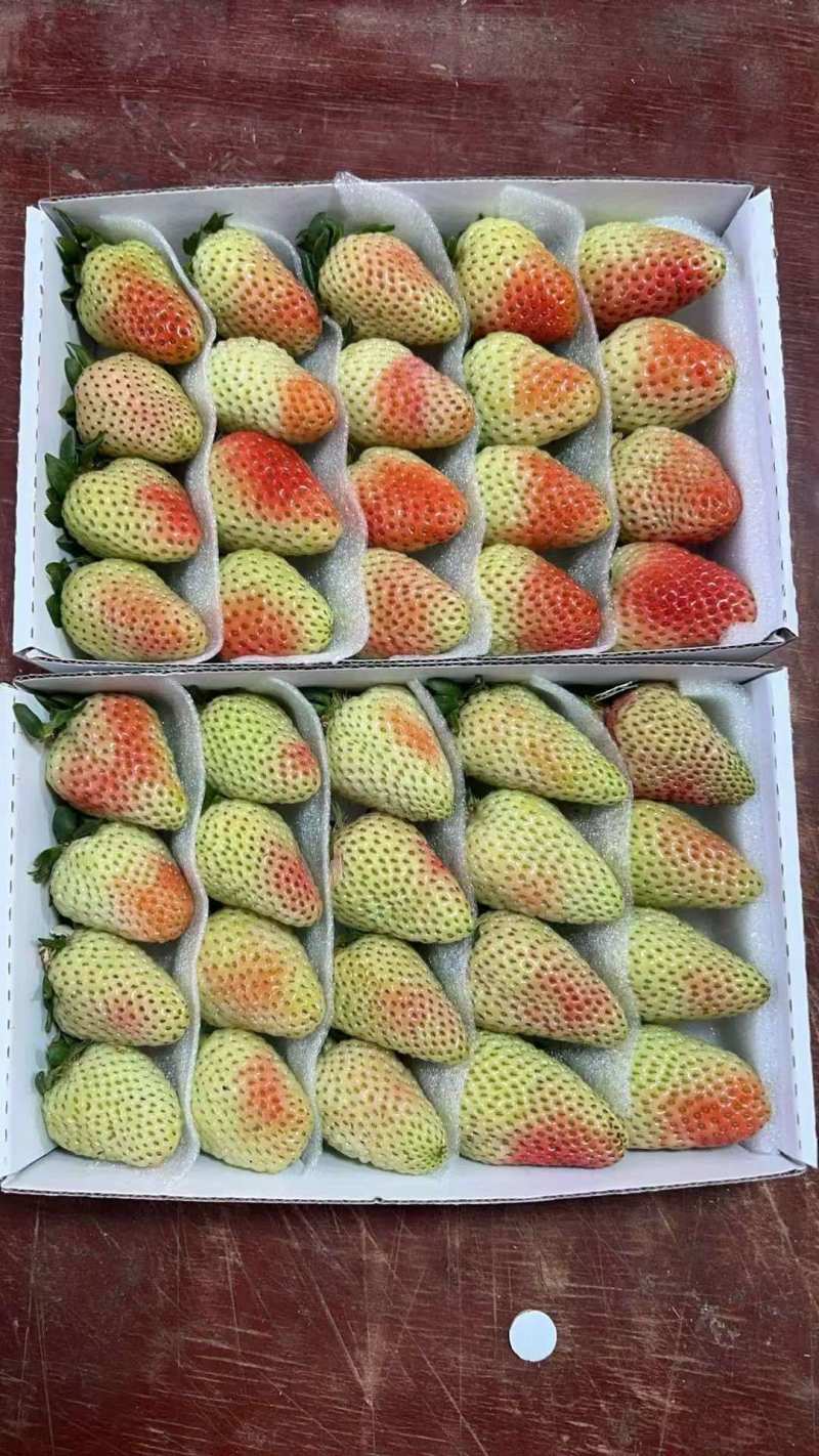 蒙特瑞草莓①15粒/盒,每件50盒送1盒共51盒,250