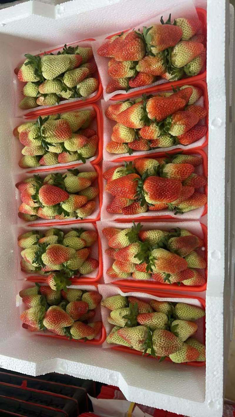蒙特瑞草莓①15粒/盒,每件50盒送1盒共51盒,250