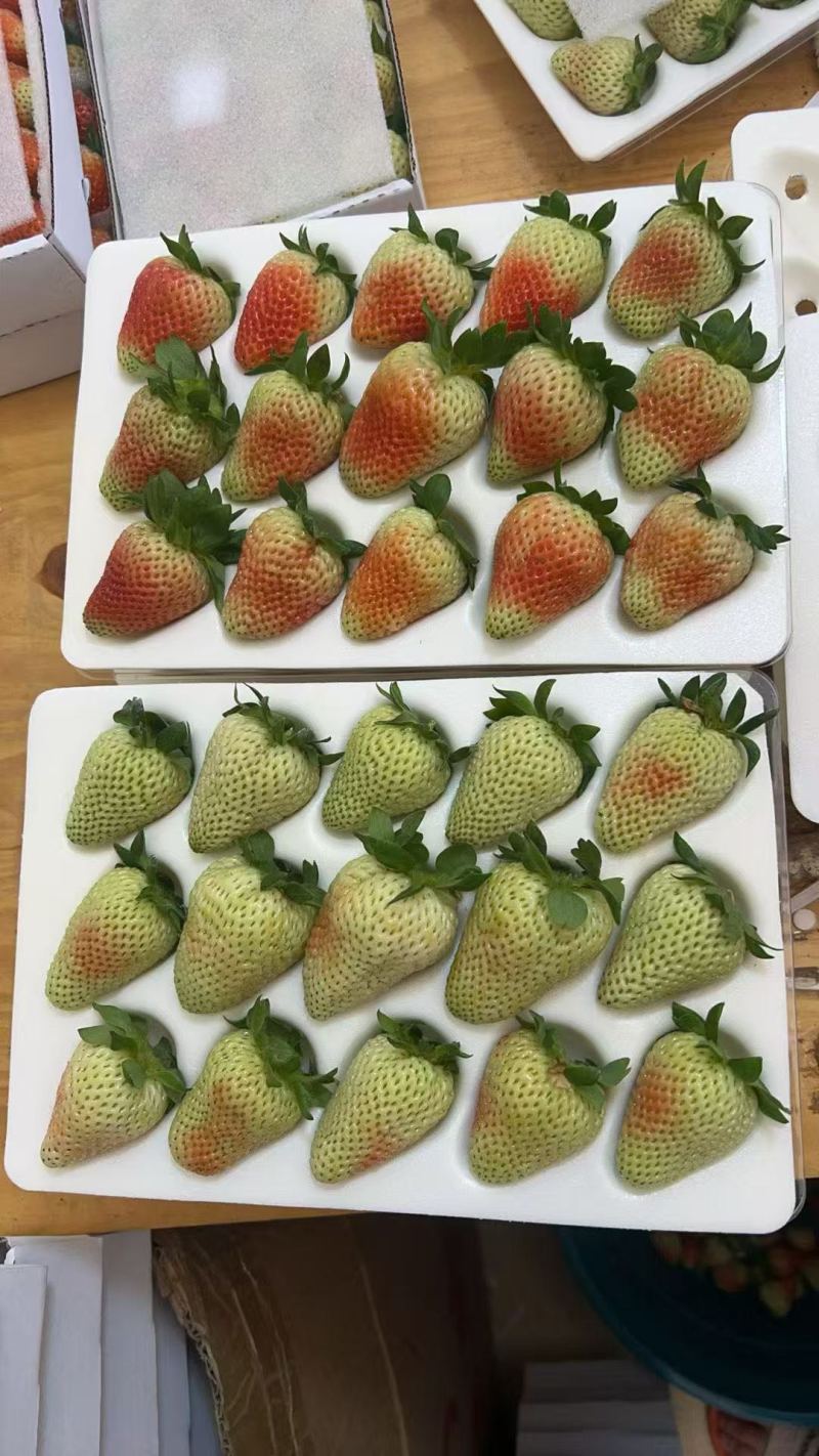 蒙特瑞草莓①15粒/盒,每件50盒送1盒共51盒,250