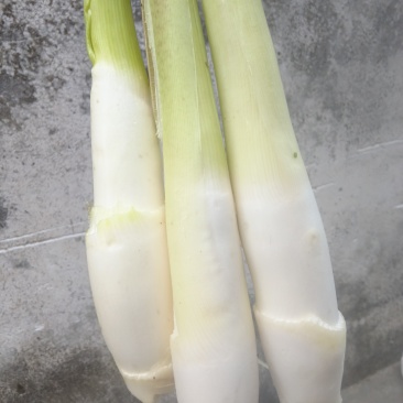 茭白精品