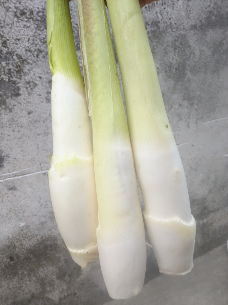 茭白精品