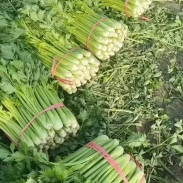 芹菜本地芹60公分