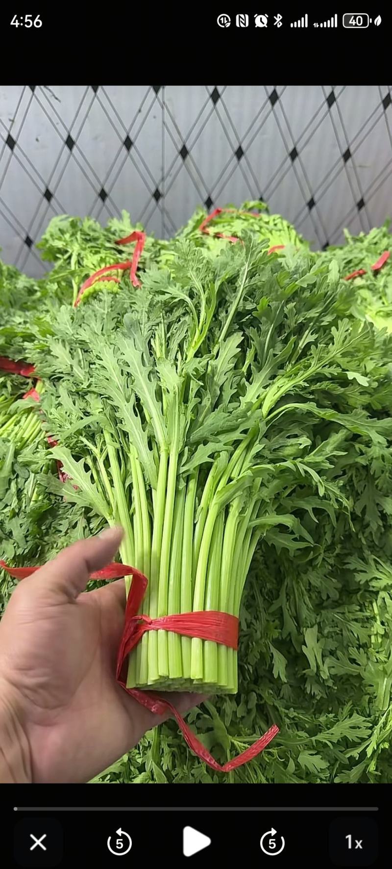 茼蒿整颗冷冻，可定制包装