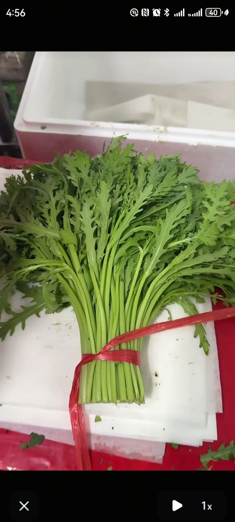 茼蒿整颗冷冻，可定制包装