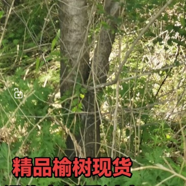 榆树10公分地径