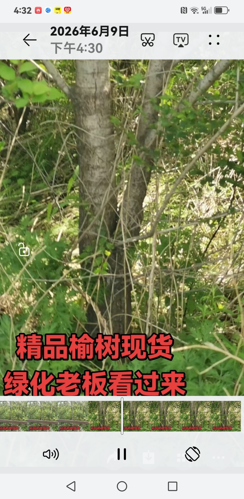 榆树10公分地径