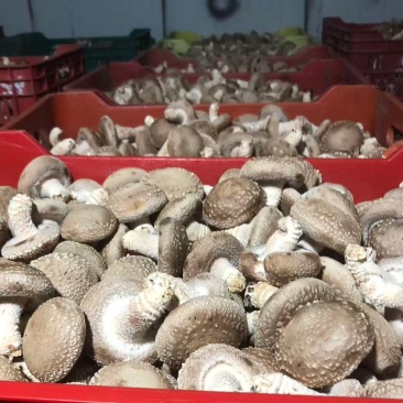 光面菇光面菇，3-5公分