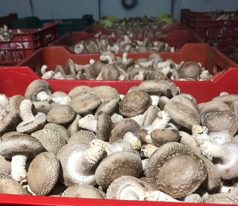 光面菇光面菇，3-5公分