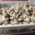 光面菇光面菇，3-5公分